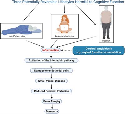 A Proposed Hypothesis on Dementia: Inflammation, Small Vessel Disease, and Hypoperfusion Is the Sequence That Links All Harmful Lifestyles to Cognitive Impairment